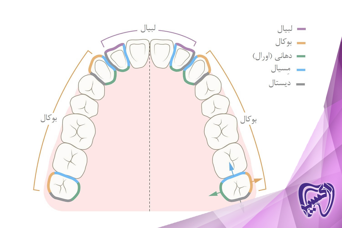 Surfaces and directional references of teeth