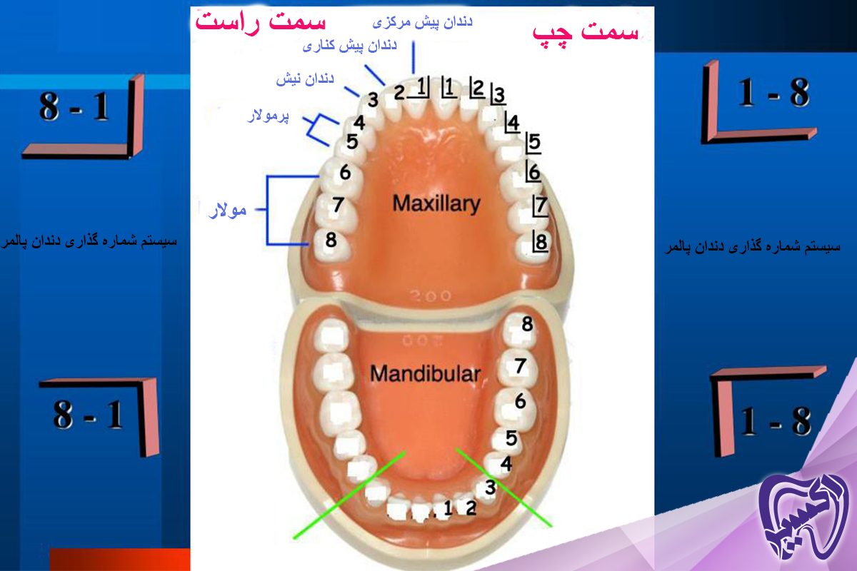 سیستم شماره گذاری پالمر (سیستم شماره گذاری دندان متداول در ایران)